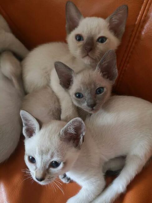koty tonkijskie (syjamskie, burmańskie) hod. Urok Zycia