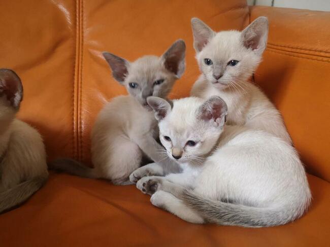 koty tonkijskie (syjamskie, burmańskie) hod. Urok Zycia