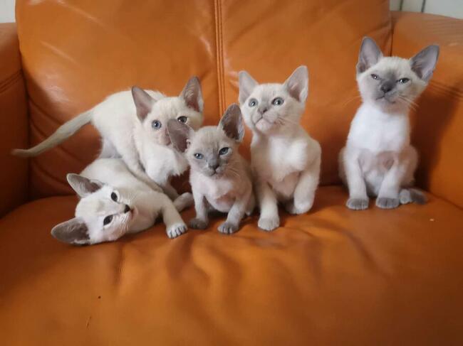 koty tonkijskie (syjamskie, burmańskie) hod. Urok Zycia