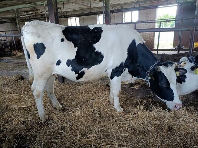 Sprzedam jałówki wysokocielne