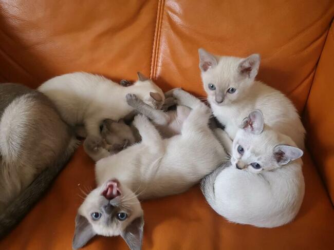 koty tonkijskie (syjamskie, burmańskie) hod. Urok Zycia