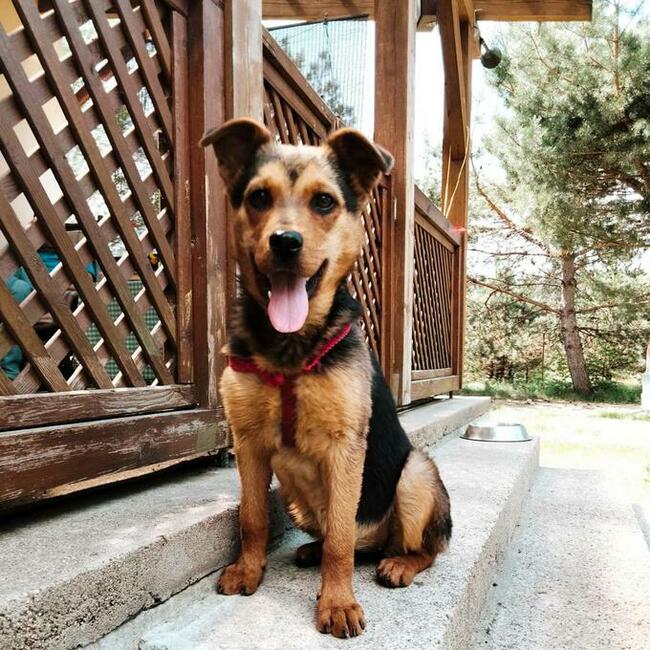 Zuzia kochana ok.6 m-czna sunia prosi o dom Małgorza Ku