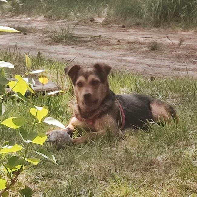 Zuzia kochana ok.6 m-czna sunia prosi o dom Małgorza Ku