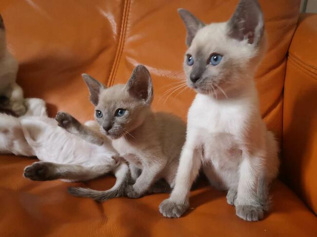 koty tonkijskie (syjamskie, burmańskie) hod. Urok Zycia