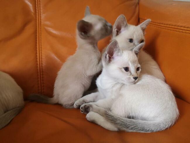 koty tonkijskie (syjamskie, burmańskie) hod. Urok Zycia