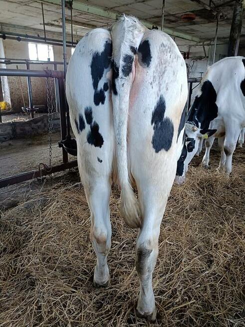 Sprzedam jałówki wysokocielne