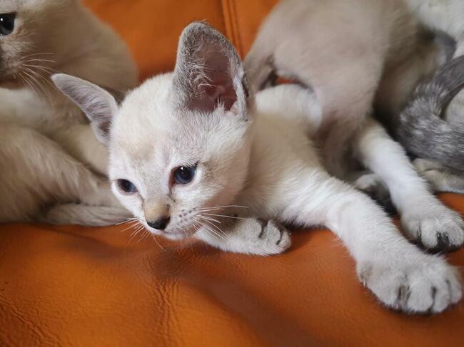 koty tonkijskie (syjamskie, burmańskie) hod. Urok Zycia