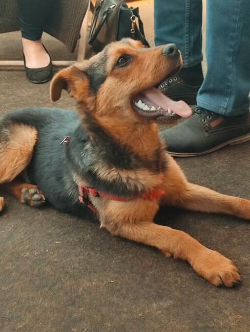 Zuzia kochana ok.6 m-czna sunia prosi o dom Małgorza Ku