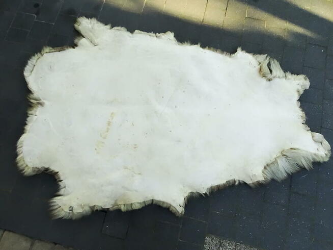 Naturalna skóra z renifera 160x90 cm