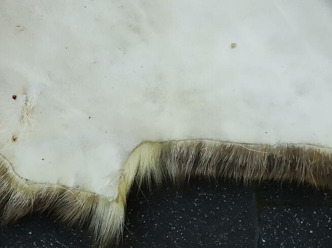 Naturalna skóra z renifera 160x90 cm