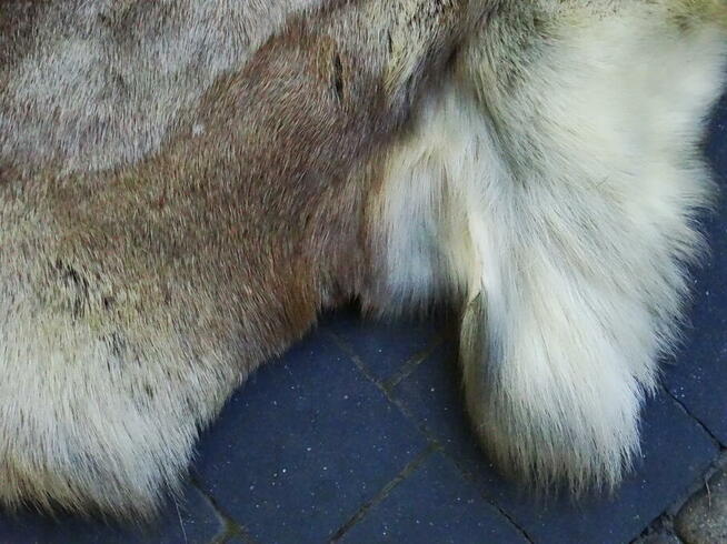 Naturalna skóra z renifera 160x90 cm