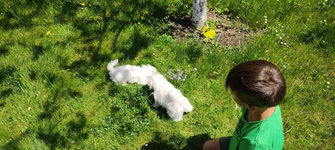 Szczeniaczki z rodowodem zapowiedź miotu kwiecień 2026