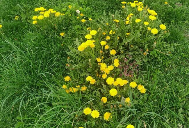 Serwis Naprawa Komputerów Laptopów Gródek nad Dunajcem
