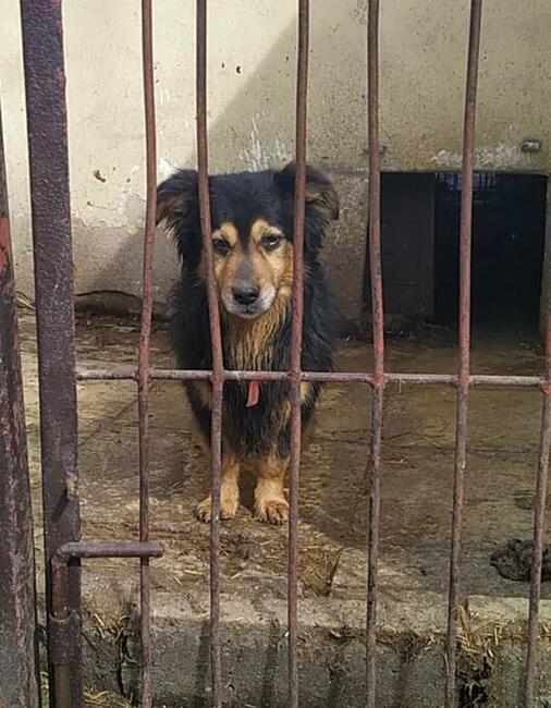 SKIPER to fantastyczny młody piesio zuka domu Tropimy