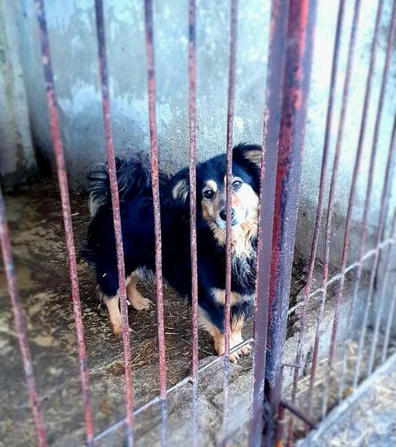 SKIPER to fantastyczny młody piesio zuka domu Tropimy