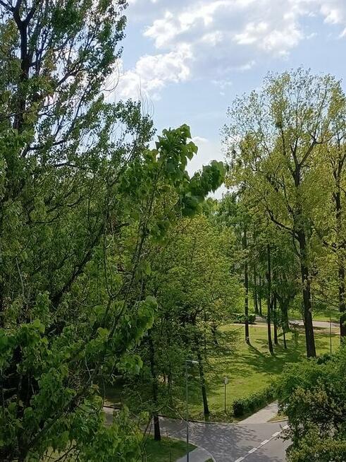 Wynajmę mieszkanie uroczo położone wśród drzew