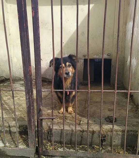 SKIPER to fantastyczny młody piesio zuka domu Tropimy