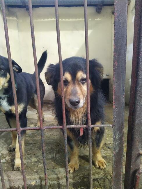 SKIPER to fantastyczny młody piesio zuka domu Tropimy