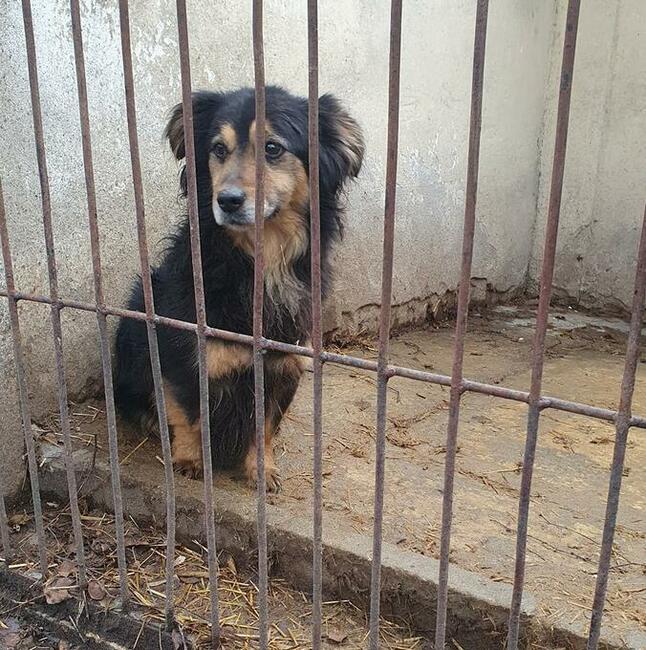 SKIPER to fantastyczny młody piesio zuka domu Tropimy