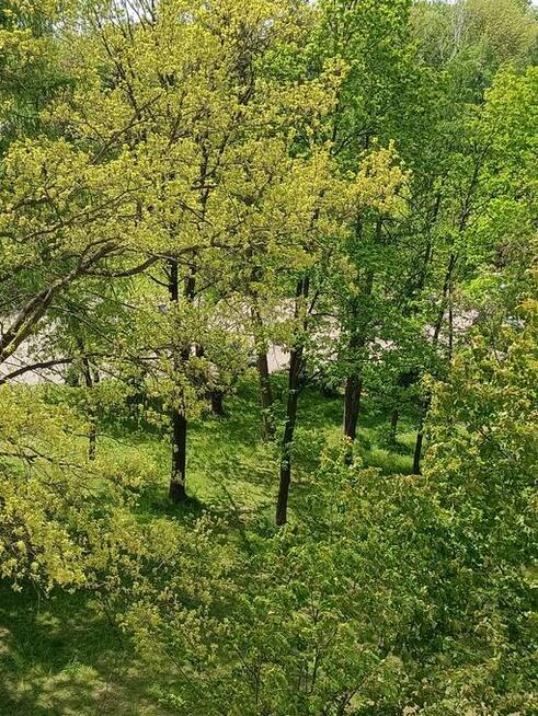 Wynajmę mieszkanie uroczo położone wśród drzew