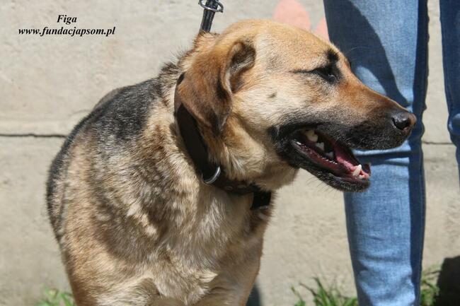 Figa - kochana suńcia