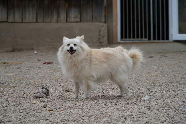 Psotka _ w typie szpica.