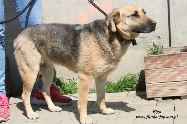 Figa - kochana suńcia