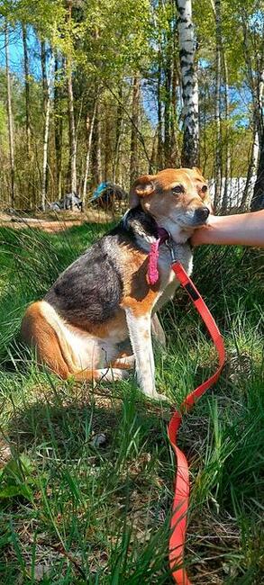 Muminka, nieduża sunia, cicha, nieśmiała, spokojna, adoptuj
