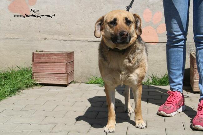 Figa - kochana suńcia