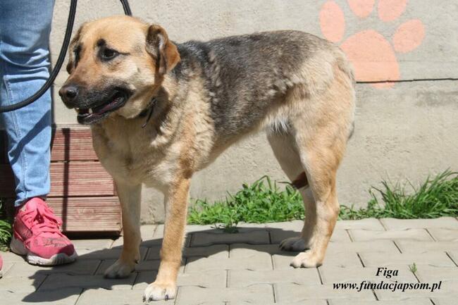 Figa - kochana suńcia