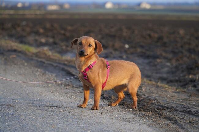 Marycysia- urocza, wesoła.