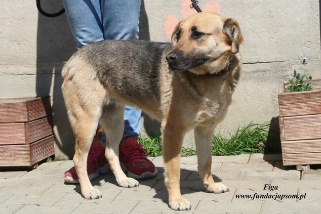 Figa - kochana suńcia