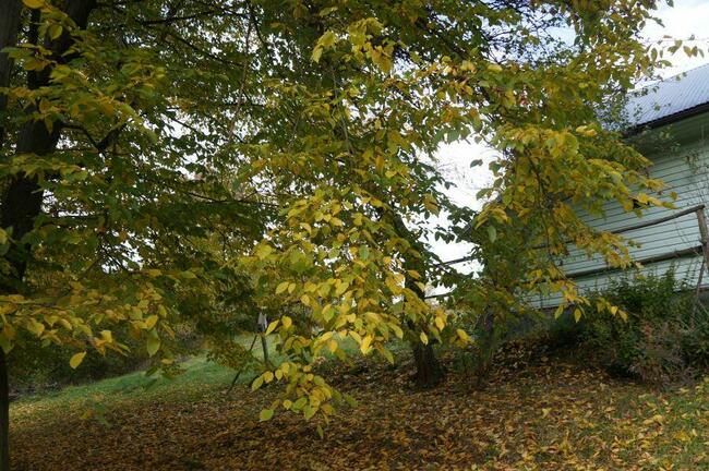 Drewniany dom w Lubczy