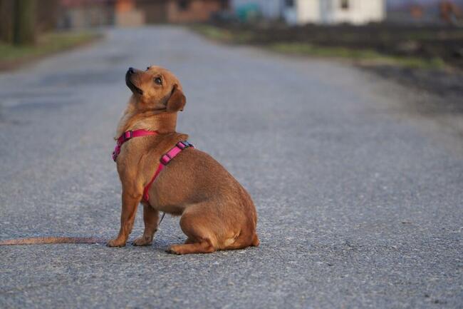 Marycysia- urocza, wesoła.