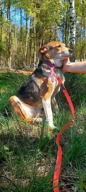 Muminka, adopcja cała Polska, za darmo, 8lat, 13kg