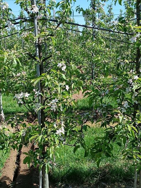 Koparka łańcuchowa wykopy liniowe nawodnienie roboty ziemne