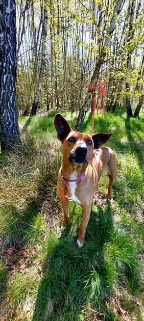 Rodezjan mix, Tytus, do adopcji, 4letni, 22kg, za darmo