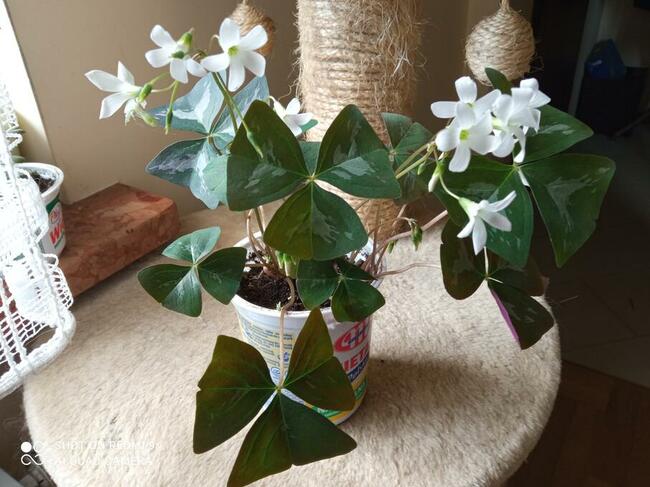 Oxalisy stale kwitnące i inne ...