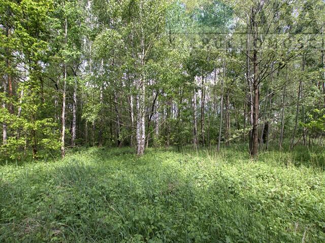 Działki rolne o powierzchni 1,24 ha - Bądków Pierwszy