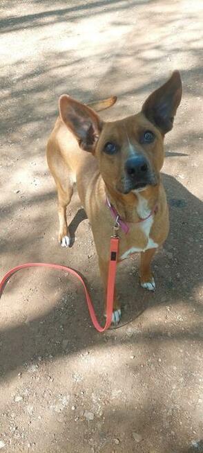 Rodezjan mix, Tytus, do adopcji, 4letni, 22kg, za darmo