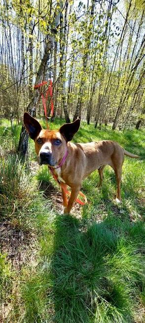 Rodezjan mix, Tytus, do adopcji, 4letni, 22kg, za darmo