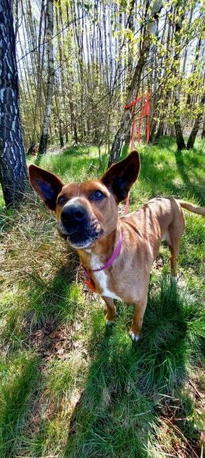 Rodezjan mix, Tytus, do adopcji, 4letni, 22kg, za darmo