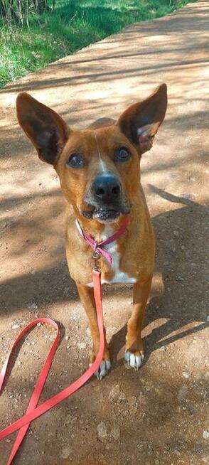 Rodezjan mix, Tytus, do adopcji, 4letni, 22kg, za darmo