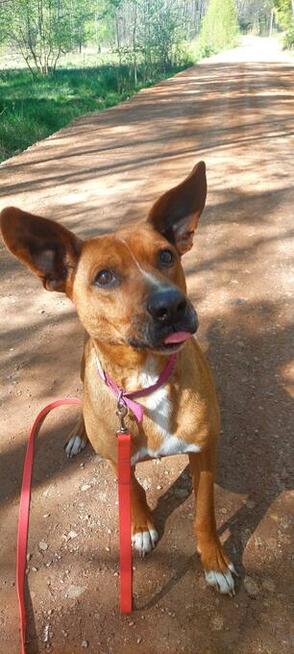Rodezjan mix, Tytus, do adopcji, 4letni, 22kg, za darmo