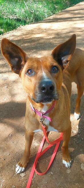 Rodezjan mix, Tytus, do adopcji, 4letni, 22kg, za darmo