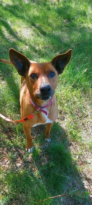 Rodezjan mix, Tytus, do adopcji, 4letni, 22kg, za darmo