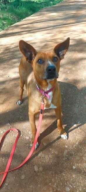 Rodezjan mix, Tytus, do adopcji, 4letni, 22kg, za darmo