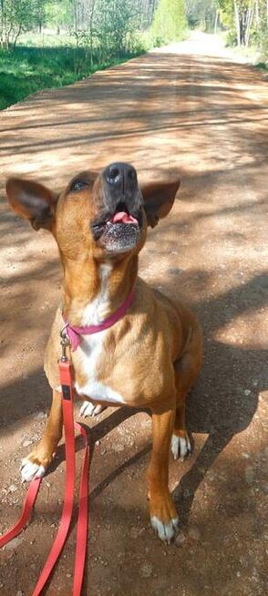 Rodezjan mix, Tytus, do adopcji, 4letni, 22kg, za darmo