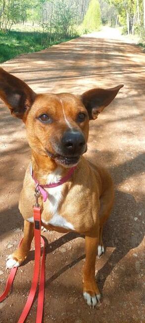 Rodezjan mix, Tytus, do adopcji, 4letni, 22kg, za darmo