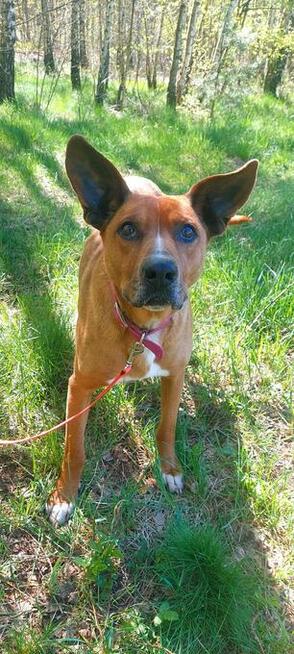 Rodezjan mix, Tytus, do adopcji, 4letni, 22kg, za darmo